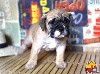  - CHIOTS BULLDOG CONTINENTAL A RESERVER 