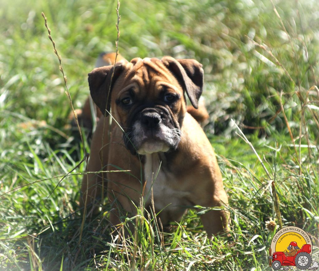 Des Belles Truffes - Chiot disponible  - Bulldog continental