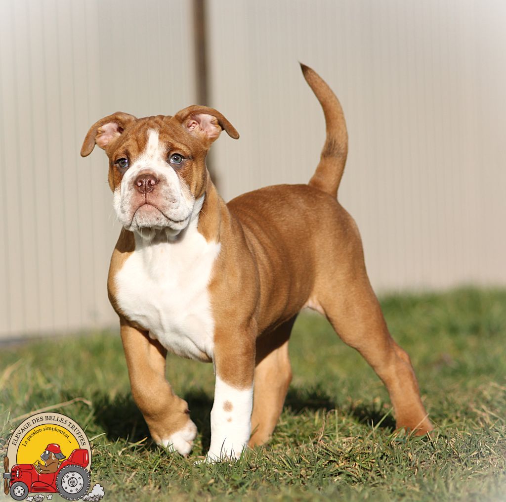 Des Belles Truffes - Chiot disponible  - Bulldog continental