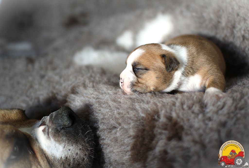 Des Belles Truffes - Chiot disponible  - Bulldog continental