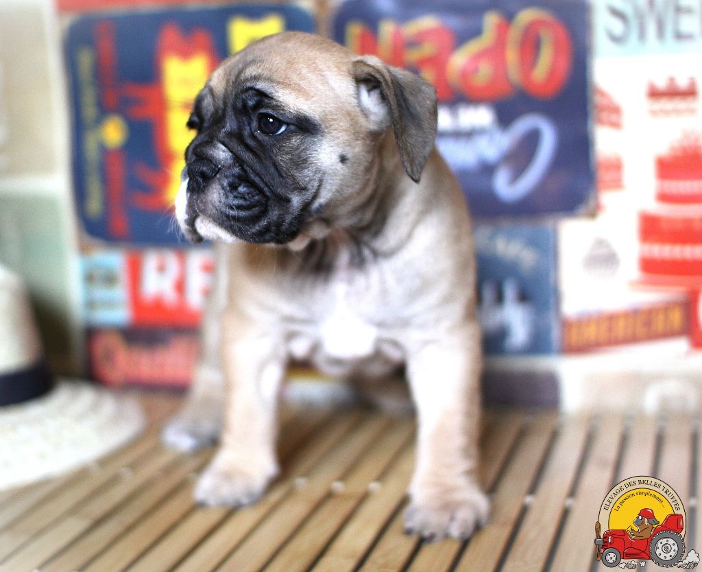 Des Belles Truffes - Chiot disponible  - Bulldog continental