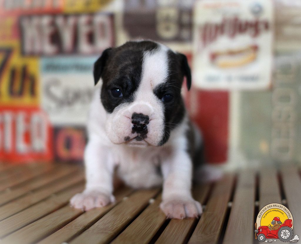 Des Belles Truffes - Chiot disponible  - Bulldog continental