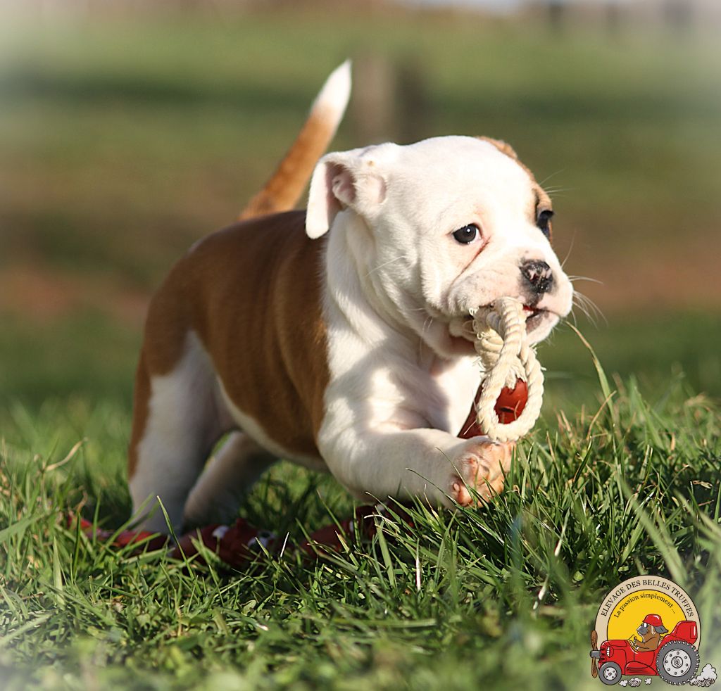 Des Belles Truffes - Chiot disponible  - Bulldog continental