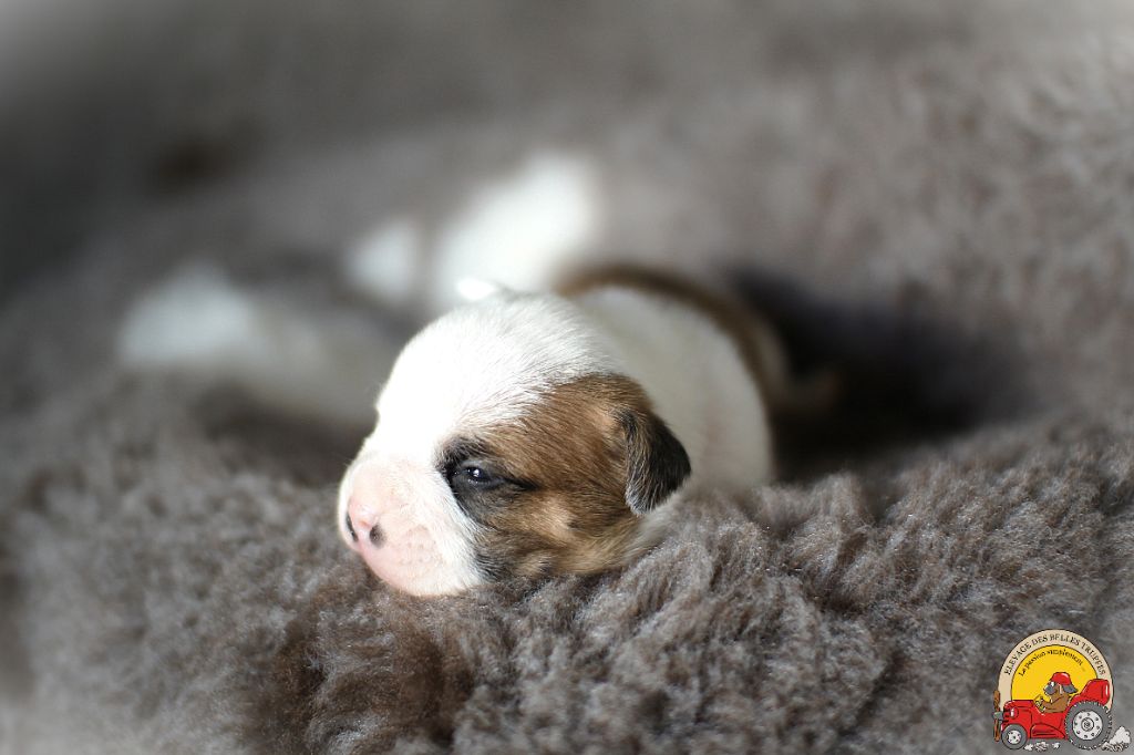 Des Belles Truffes - Chiot disponible  - Bulldog continental