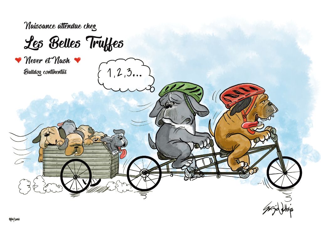 Des Belles Truffes - Bulldog continental - Portée née le 24/10/2021