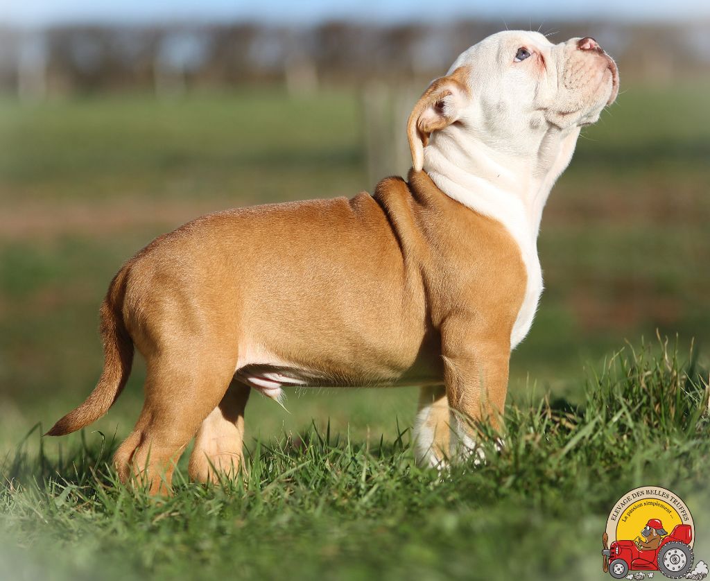 Des Belles Truffes - Chiot disponible  - Bulldog continental