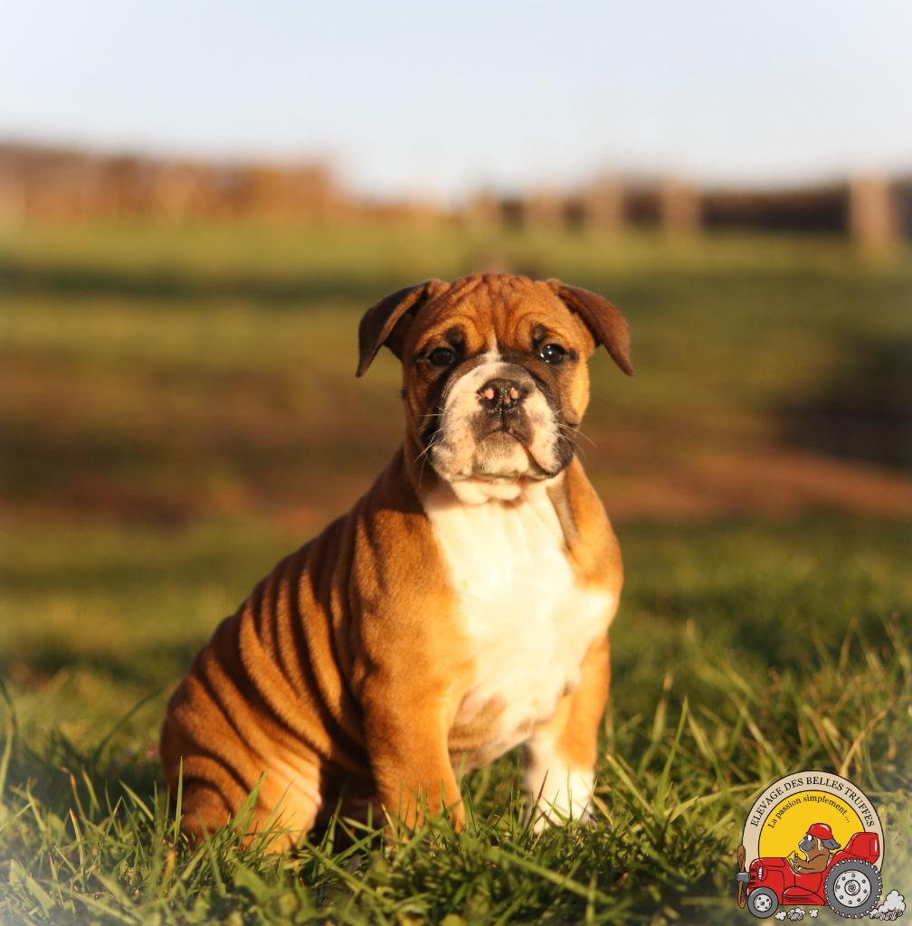 Des Belles Truffes - Chiot disponible  - Bulldog continental