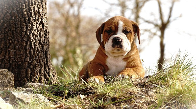 URKO DES BELLES TRUFFES