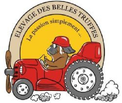 Des Belles Truffes - Bulldog continental - Portée née le 16/11/2024