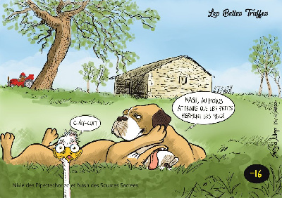 Des Belles Truffes - Bulldog continental - Portée née le 11/06/2022