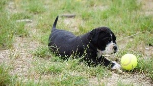 SCARLETT DES BELLES TRUFFES