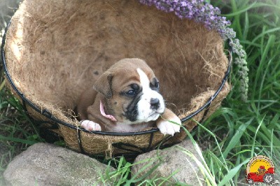 VEGA DES BELLES TRUFFES