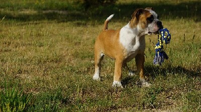 THOR DES BELLES TRUFFES