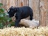 RONDA DES BELLES TRUFFES