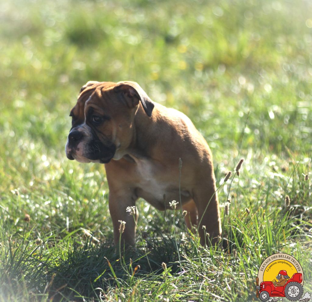 Des Belles Truffes - Chiot disponible  - Bulldog continental