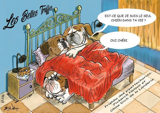 chiot Bulldog continental Des Belles Truffes