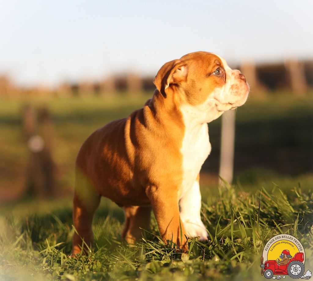 Des Belles Truffes - Chiot disponible  - Bulldog continental