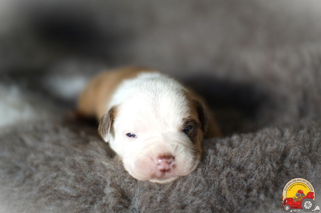 Des Belles Truffes - Chiot disponible  - Bulldog continental