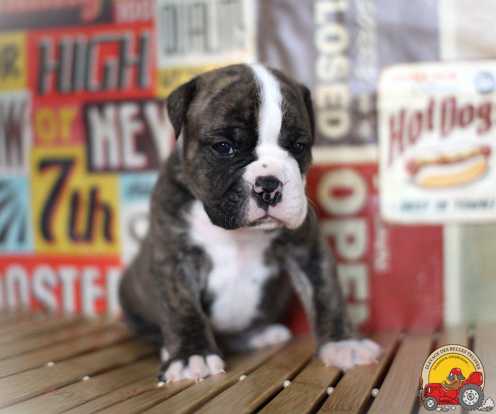 Des Belles Truffes - Chiot disponible  - Bulldog continental