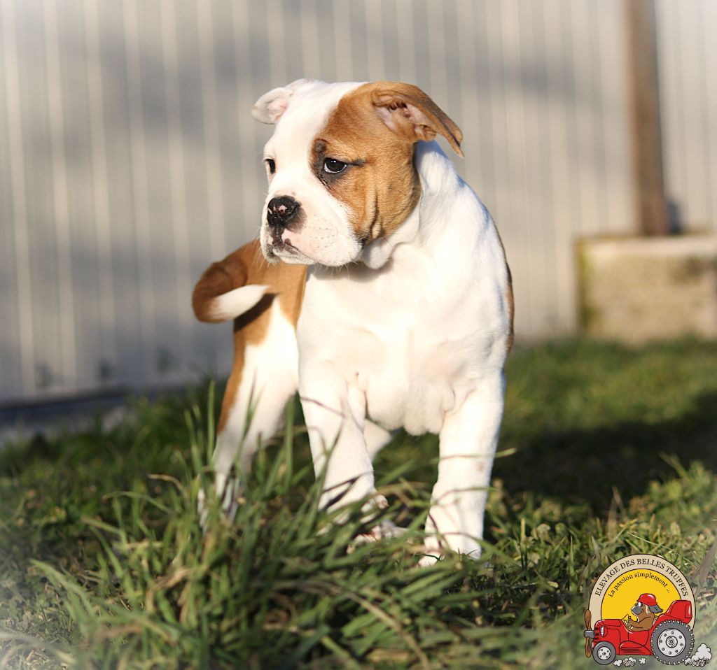 Des Belles Truffes - Chiot disponible  - Bulldog continental