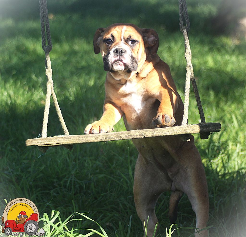 Des Belles Truffes - Chiot disponible  - Bulldog continental