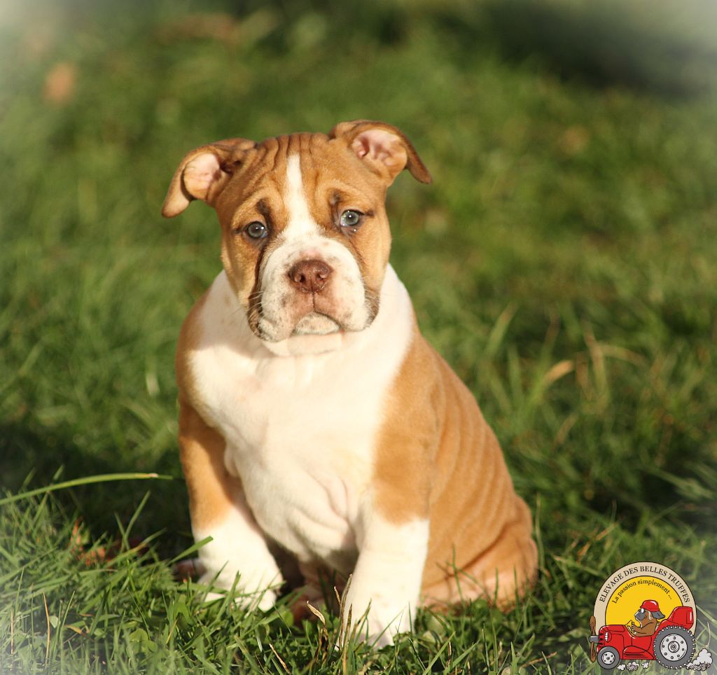 Des Belles Truffes - Chiot disponible  - Bulldog continental