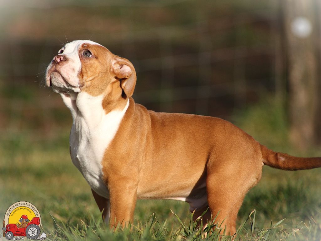 Des Belles Truffes - Chiot disponible  - Bulldog continental