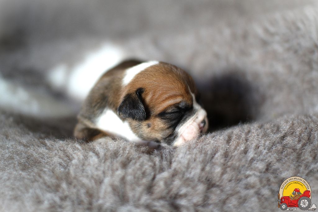 Des Belles Truffes - Chiot disponible  - Bulldog continental