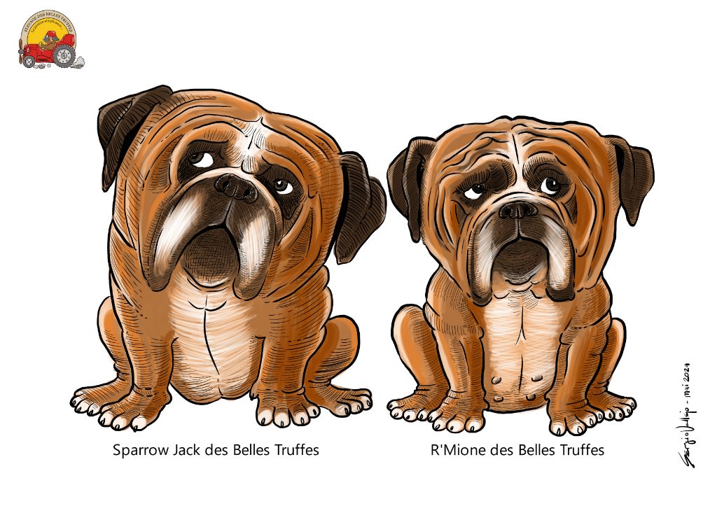 chiot Bulldog continental Des Belles Truffes