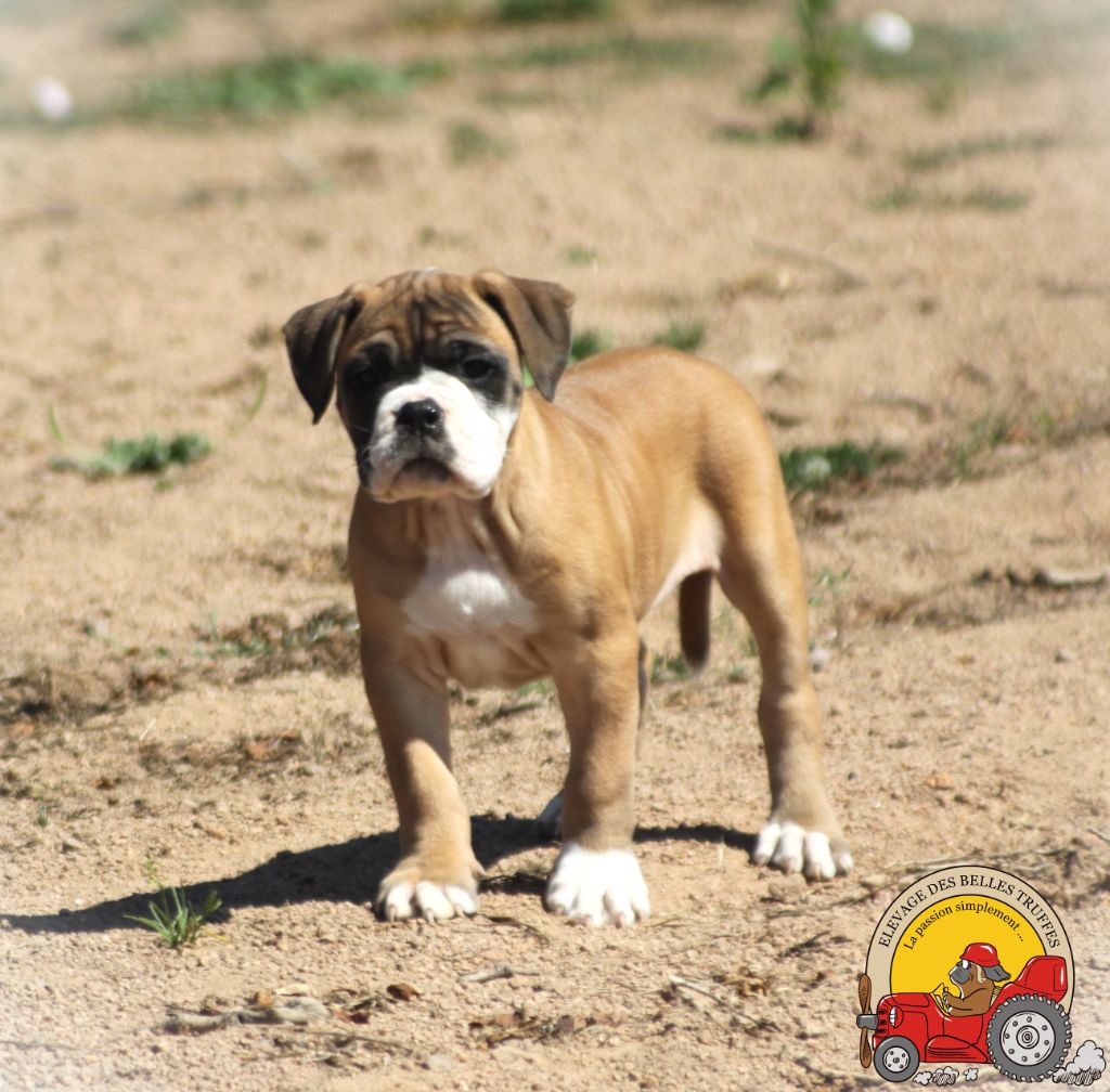 Des Belles Truffes - Chiot disponible  - Bulldog continental