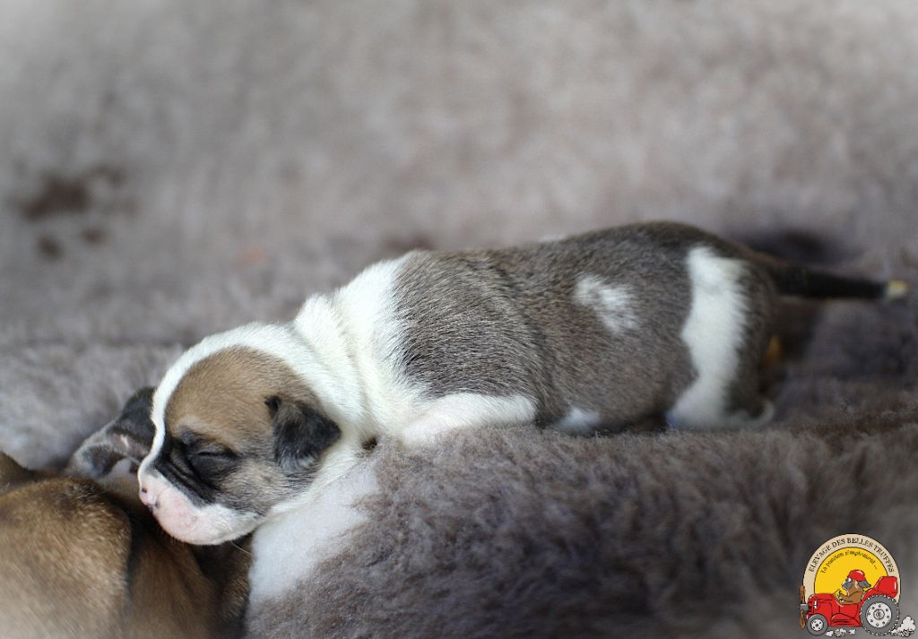 Des Belles Truffes - Chiot disponible  - Bulldog continental