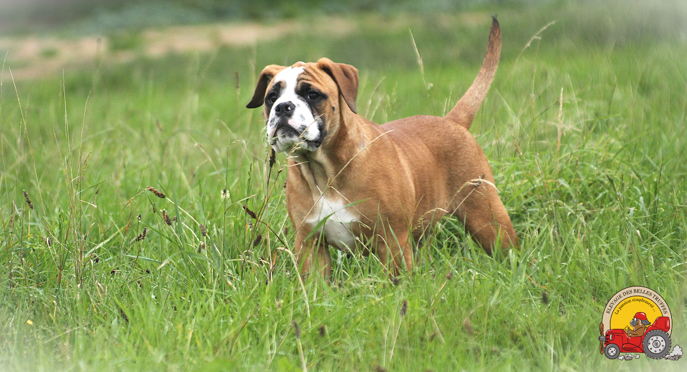 CH. Victorine Des Belles Truffes