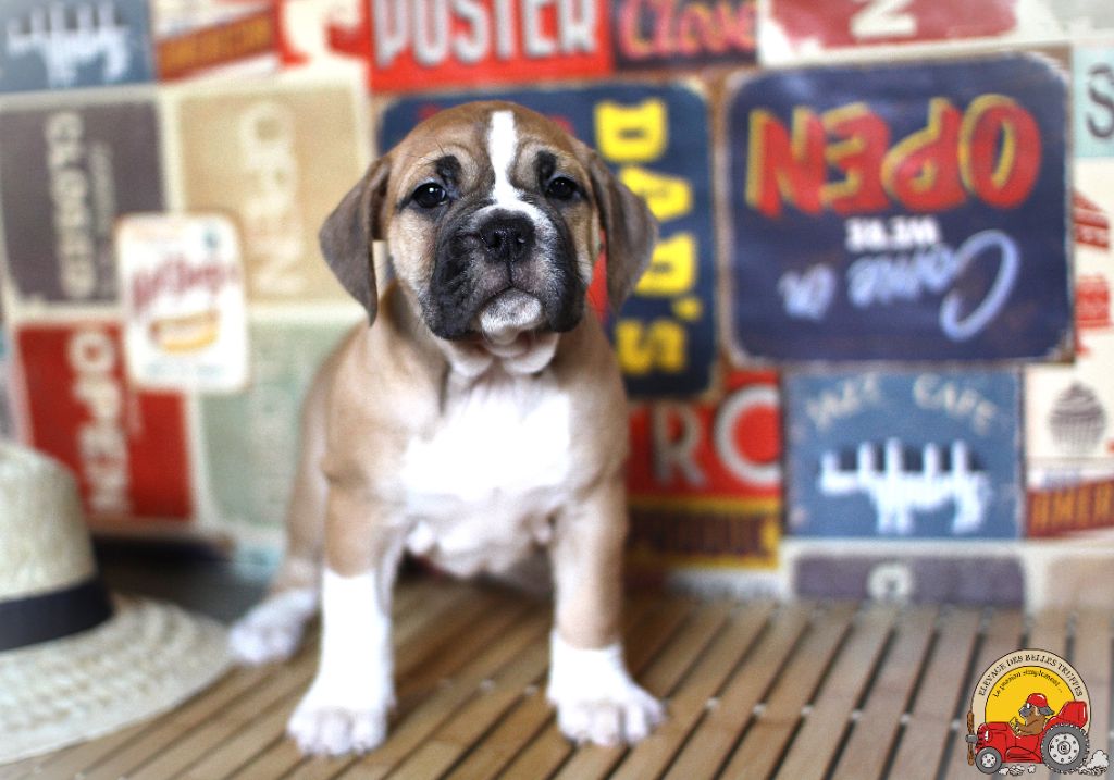 Victim Des Belles Truffes