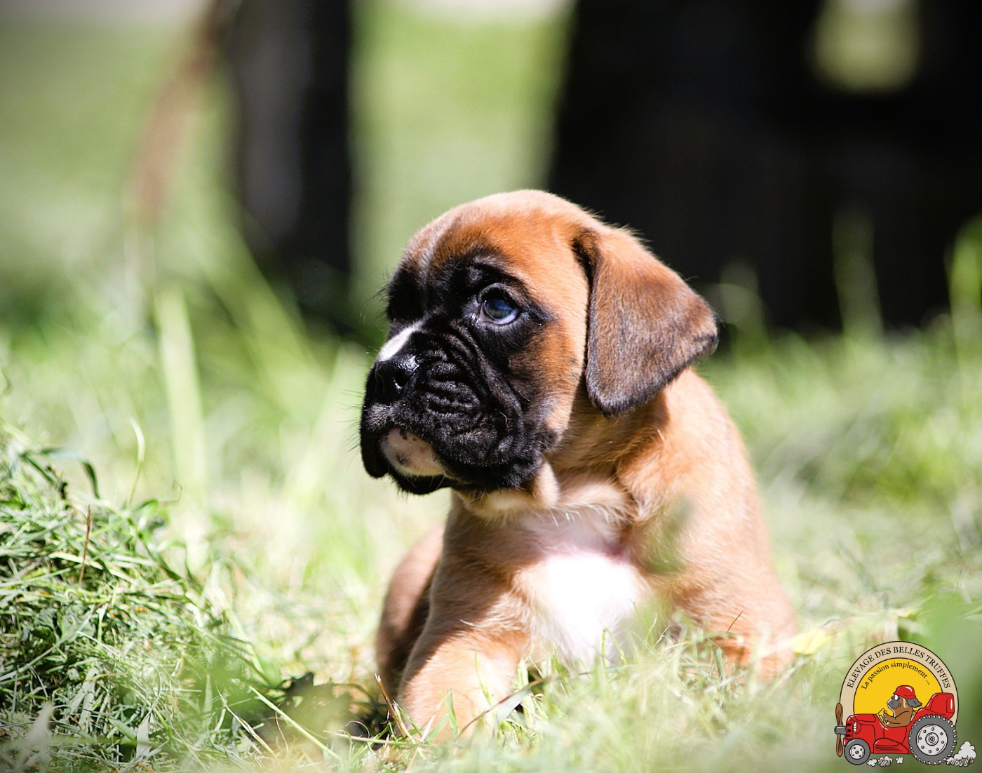 Des Belles Truffes - 2 mâles boxer disponibles à la réservation !