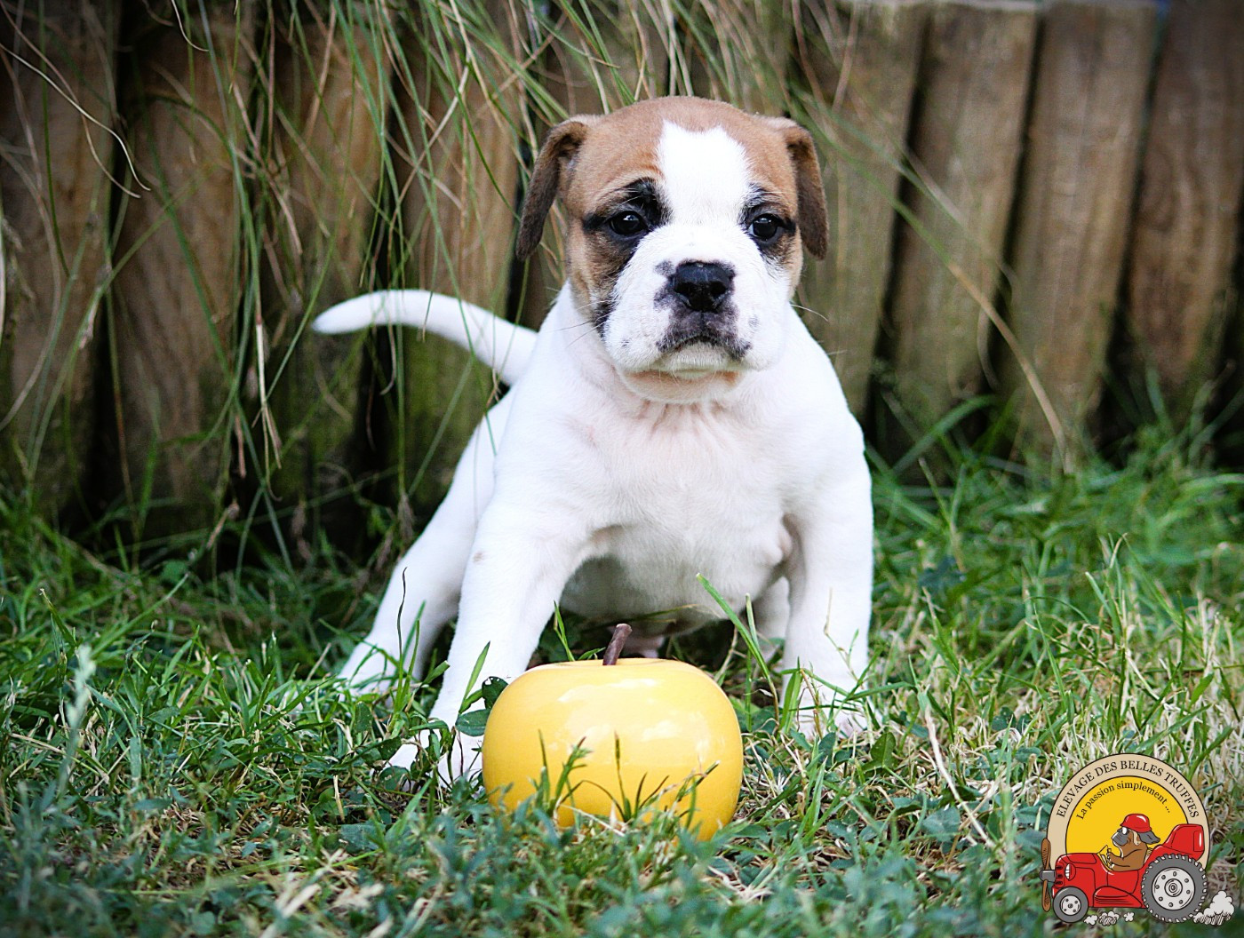 NOTRE DERNIERE MALE DISPONIBLE