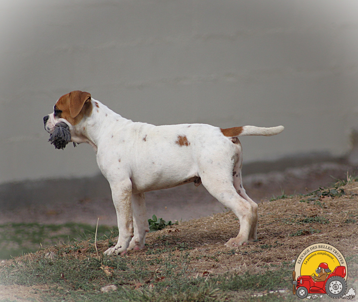 NOTRE DERNIERE MALE DISPONIBLE