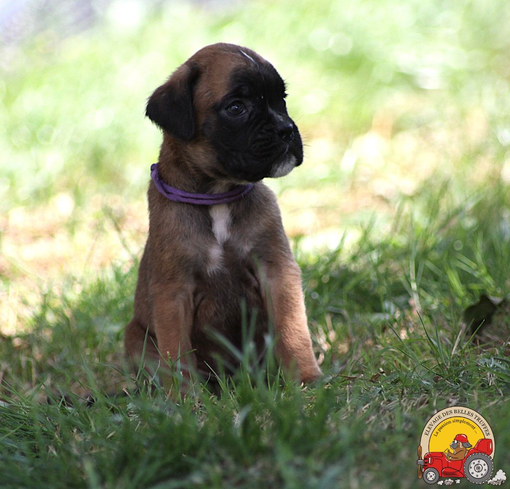 Des Belles Truffes - Chiots disponibles - Boxer
