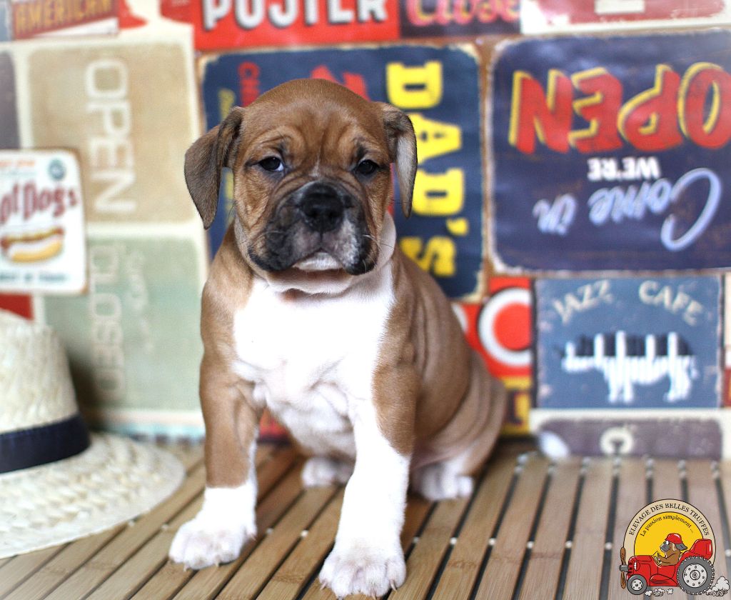 Des Belles Truffes - Bulldog continental - Portée née le 20/11/2024