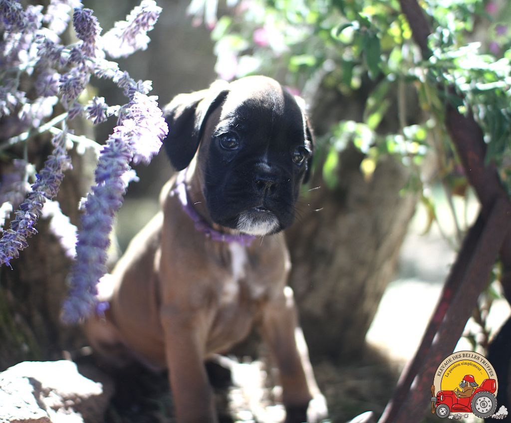 Des Belles Truffes - Chiots disponibles - Boxer