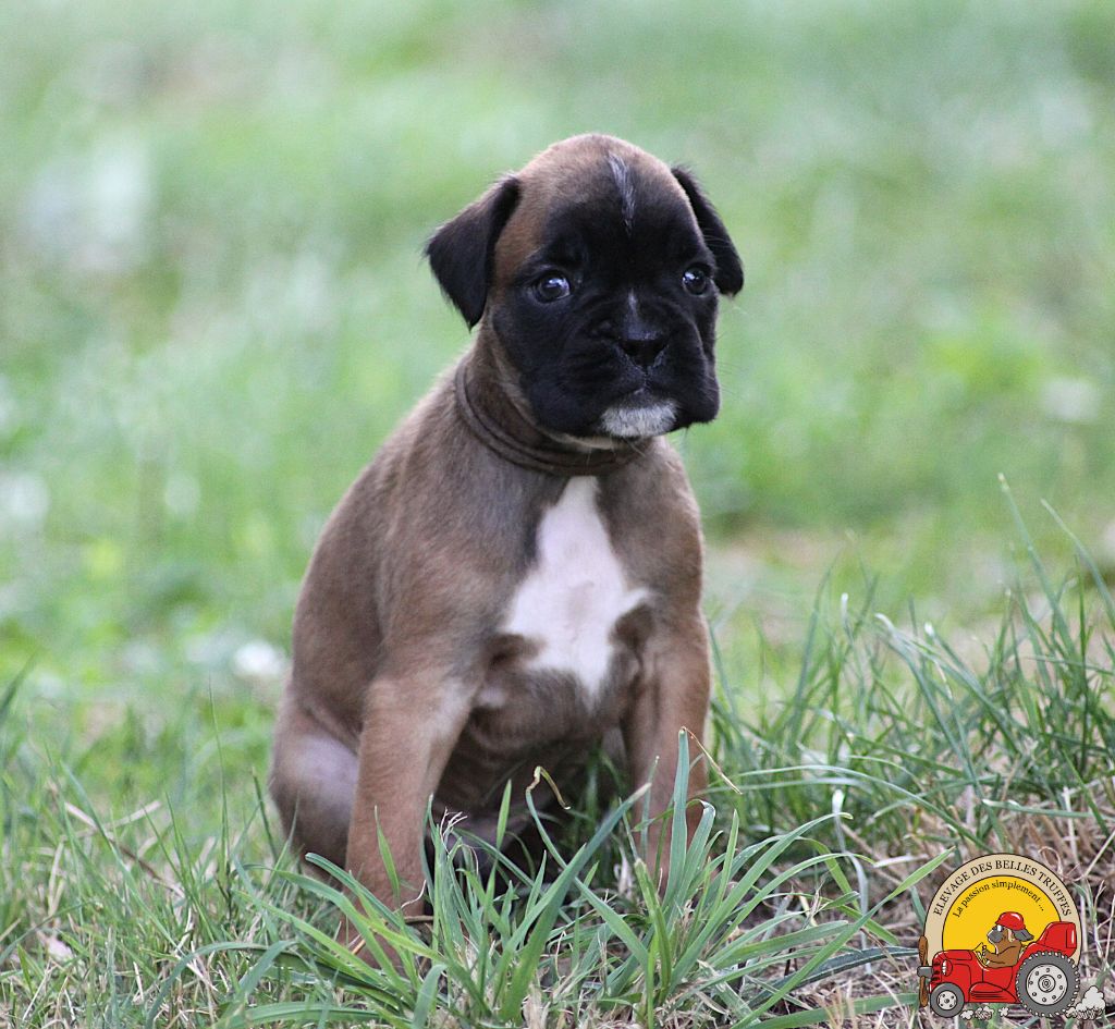 Des Belles Truffes - Boxer - Portée née le 26/06/2025