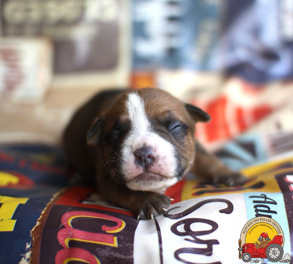 Des Belles Truffes - Chiots disponibles - Bulldog continental