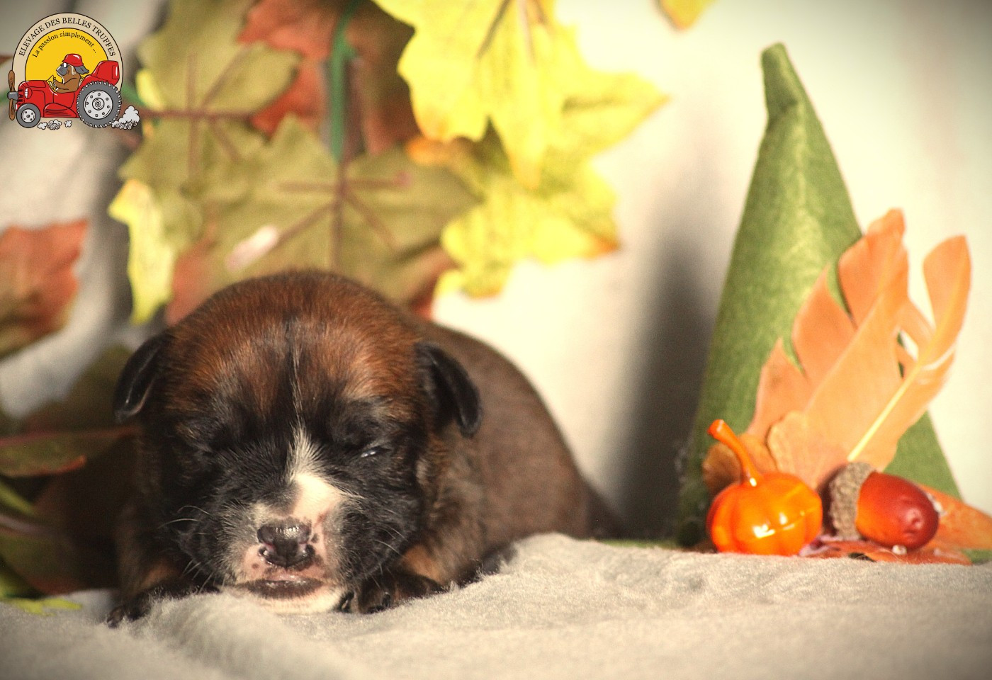 Des Belles Truffes - Chiots disponibles - Bulldog continental