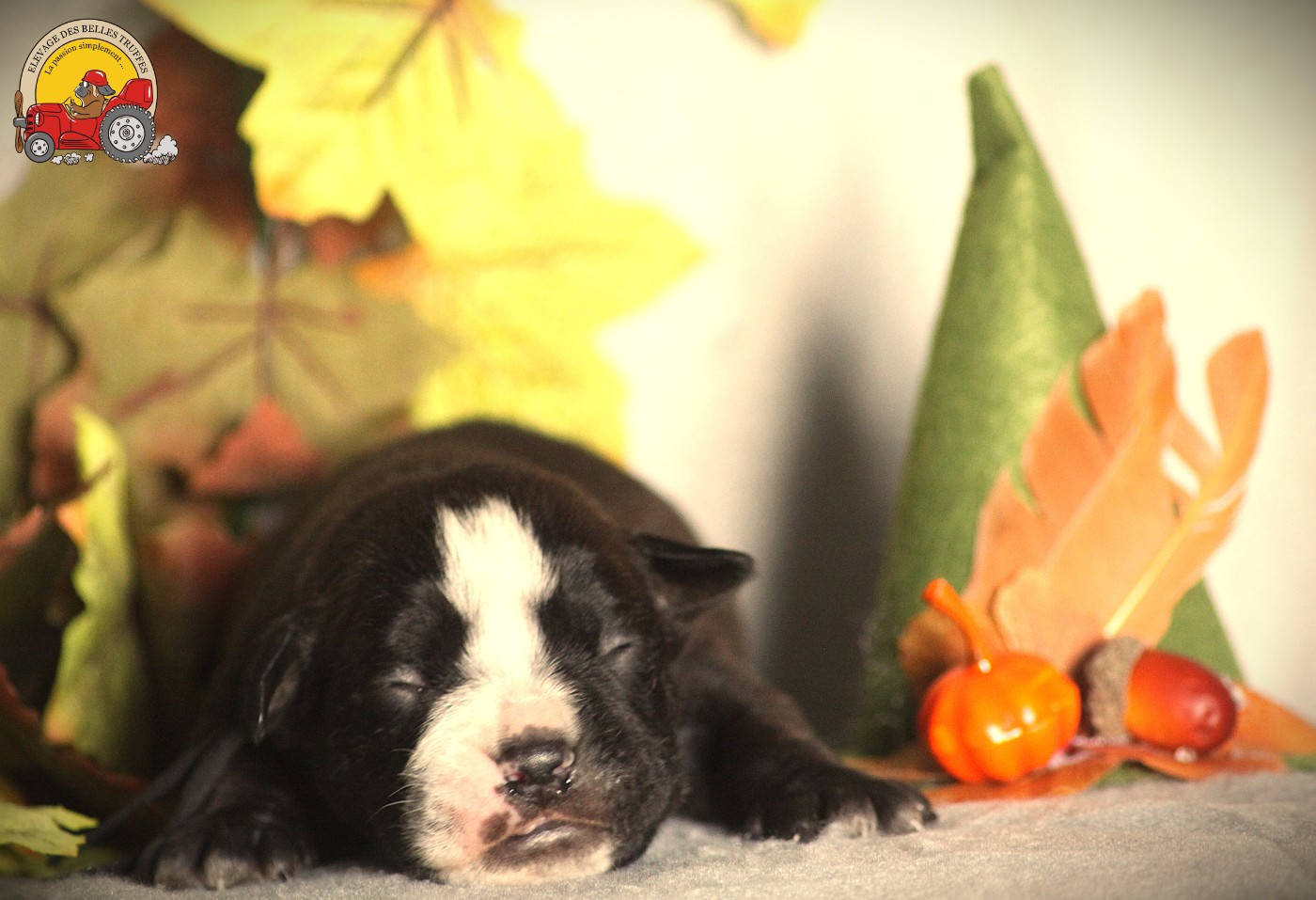 Des Belles Truffes - Chiots disponibles - Bulldog continental