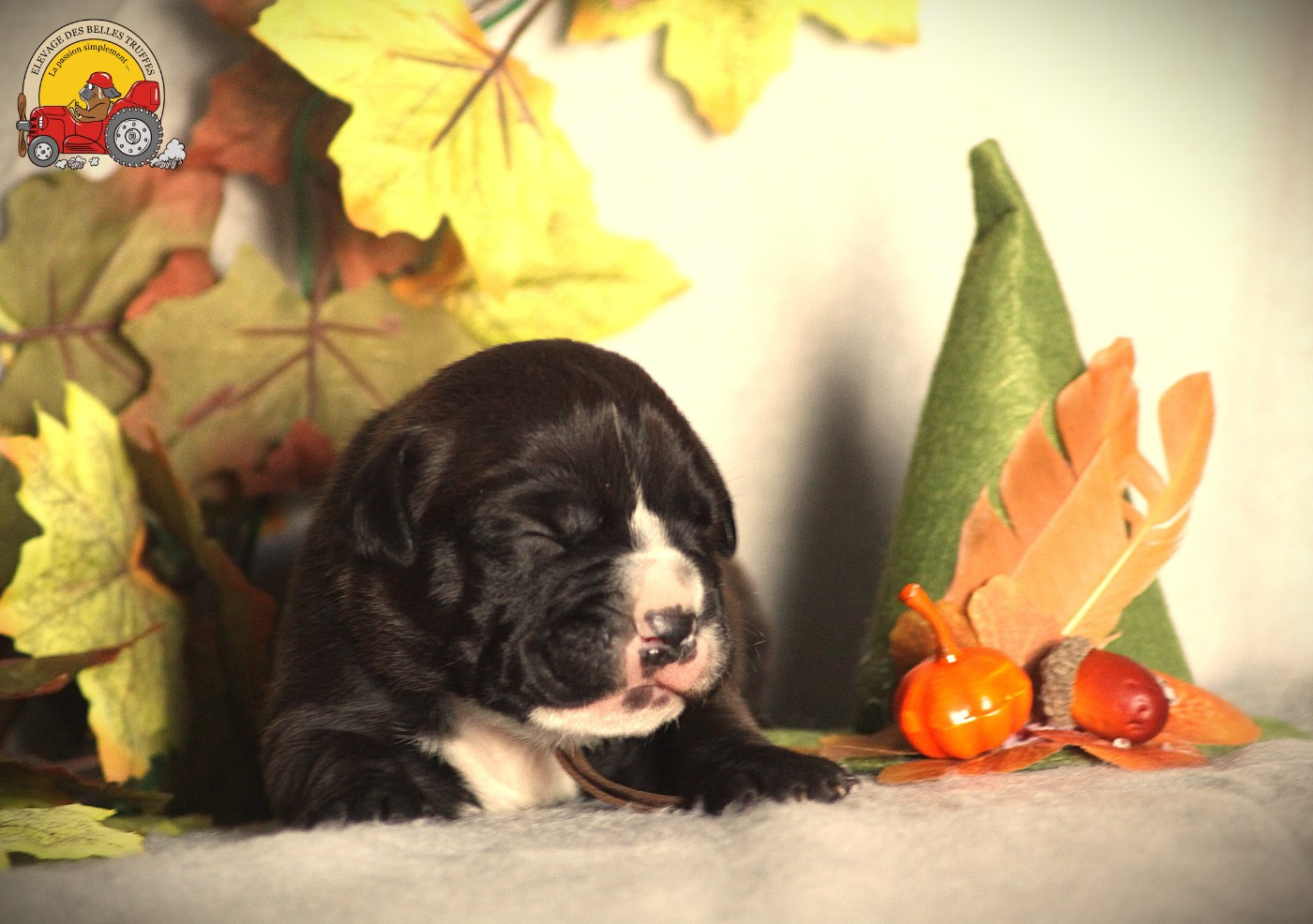 Des Belles Truffes - Chiots disponibles - Bulldog continental