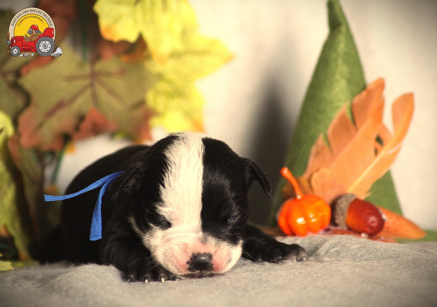 Des Belles Truffes - Chiots disponibles - Bulldog continental