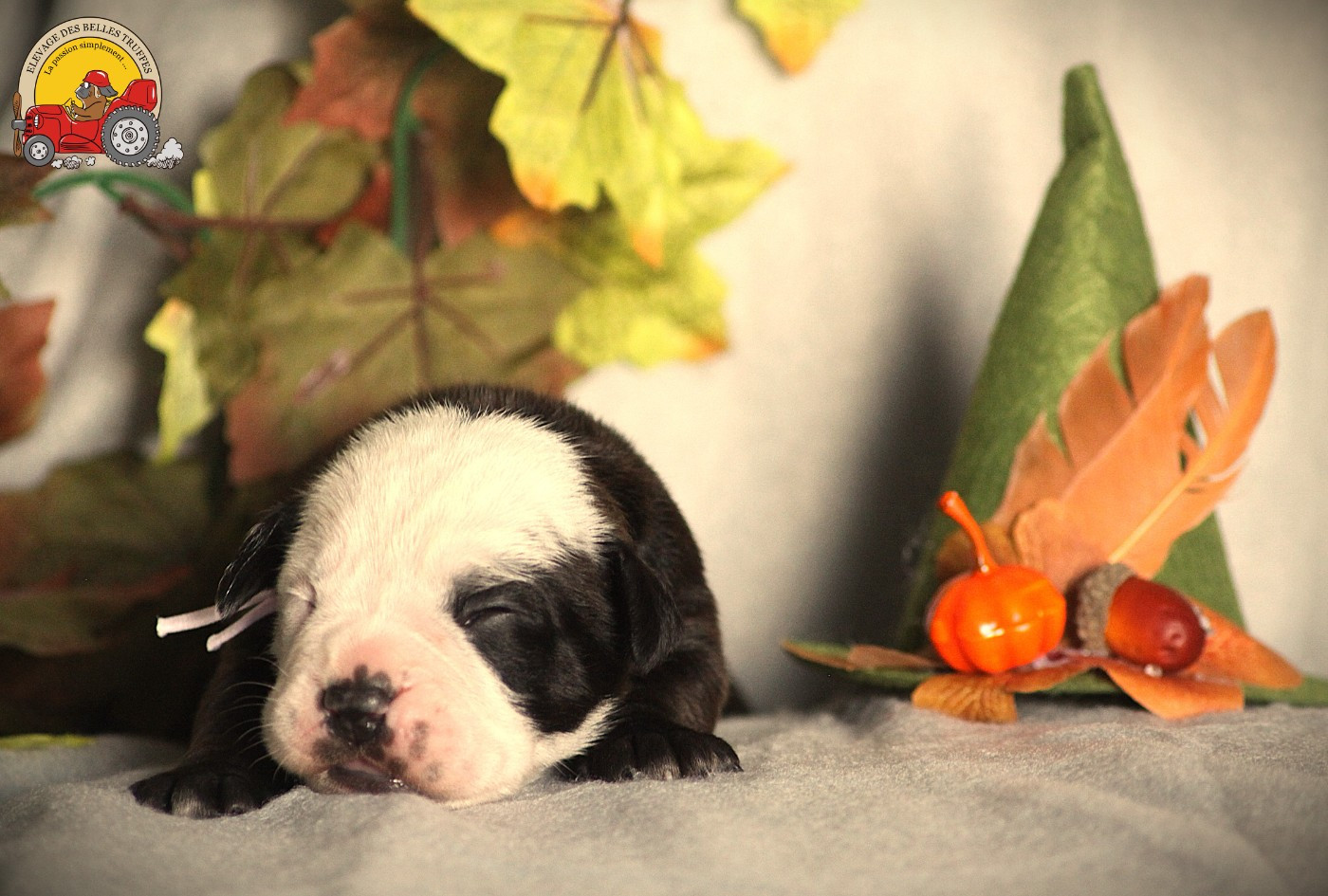 Des Belles Truffes - Chiots disponibles - Bulldog continental