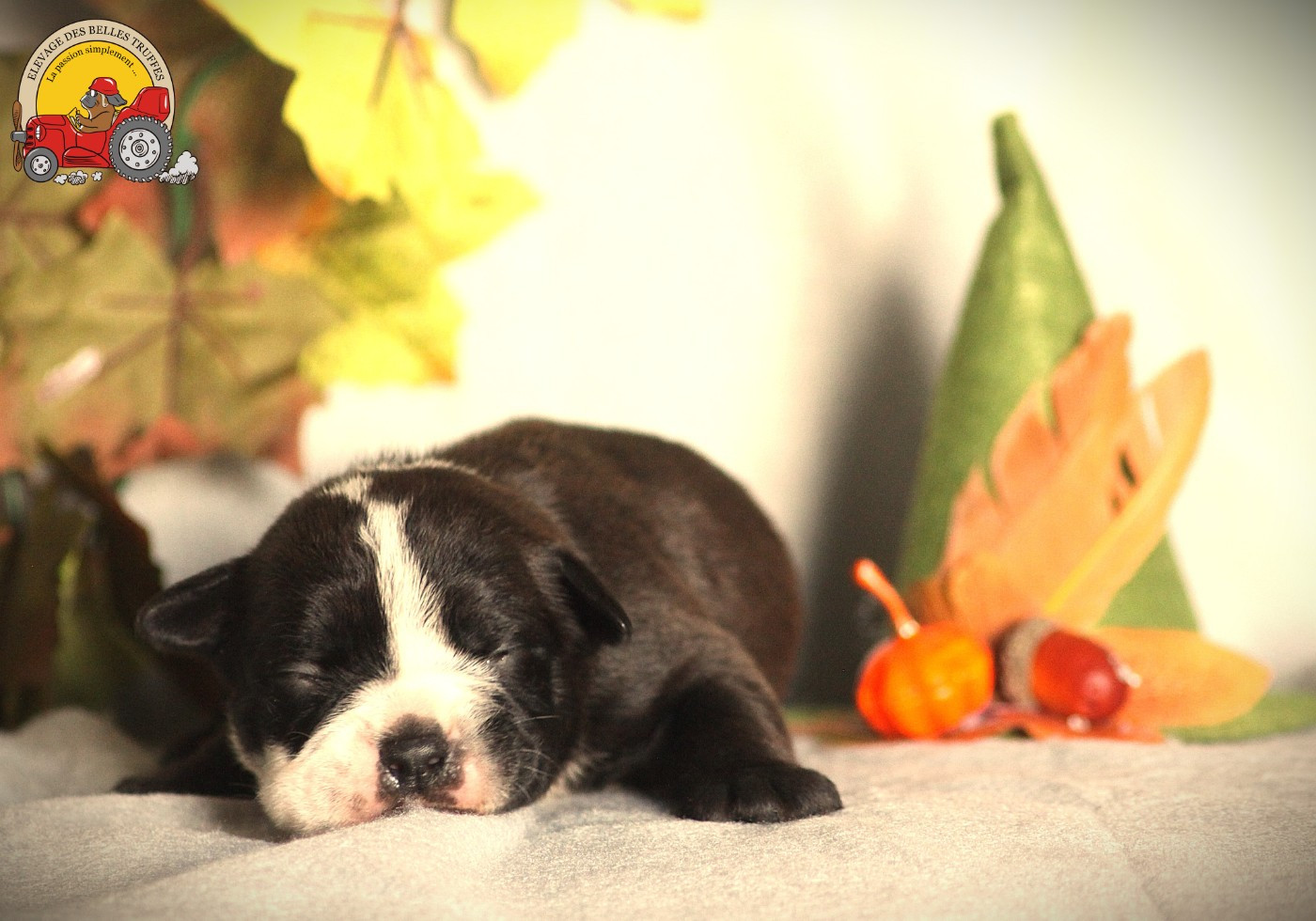 Des Belles Truffes - Chiots disponibles - Bulldog continental