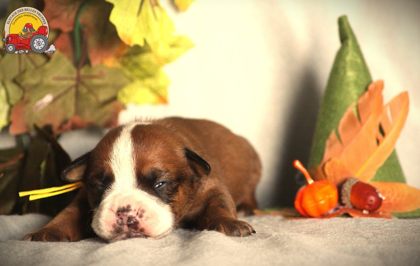 Des Belles Truffes - Chiots disponibles - Bulldog continental