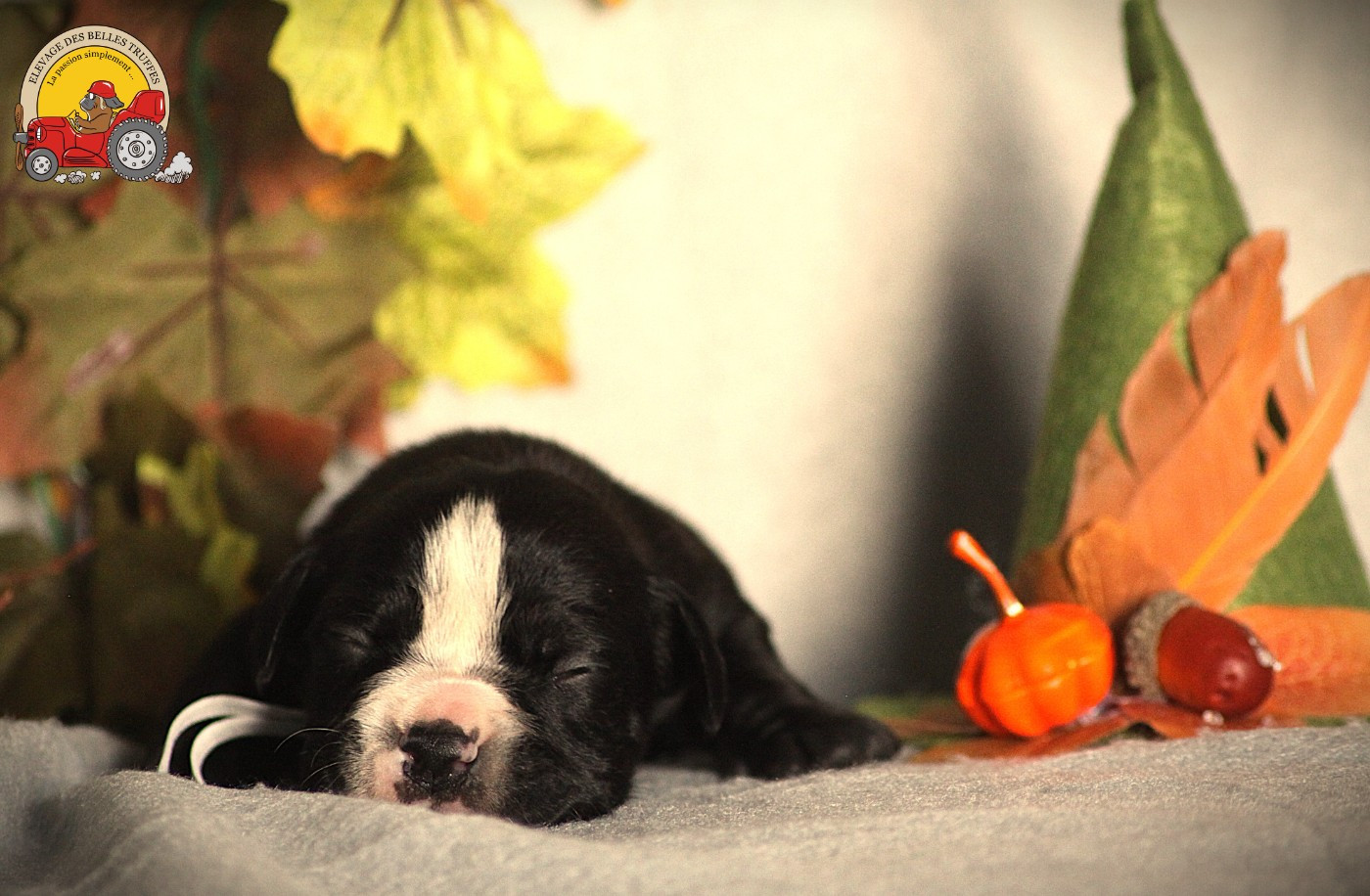 Des Belles Truffes - Chiots disponibles - Bulldog continental