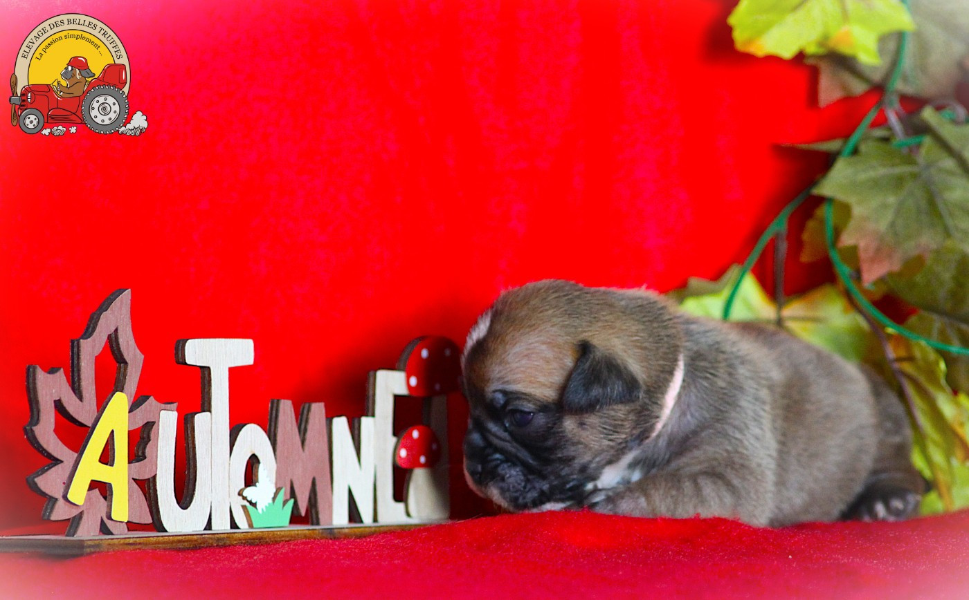 Des Belles Truffes - Chiots disponibles - Bulldog continental